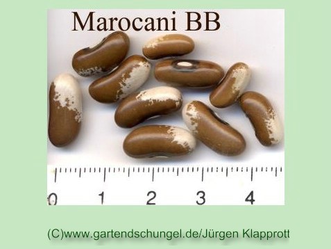 Marocani