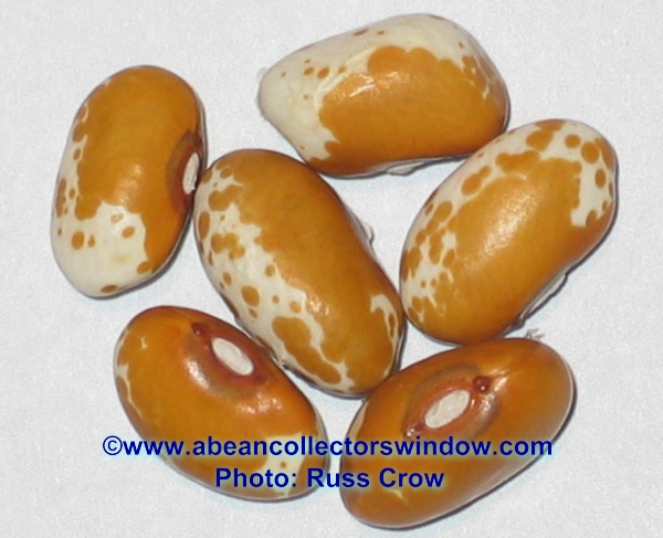 Amber Pearl