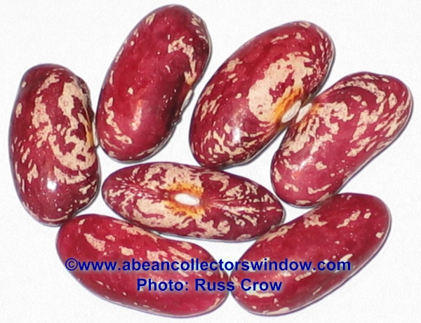 Cherokee Bean