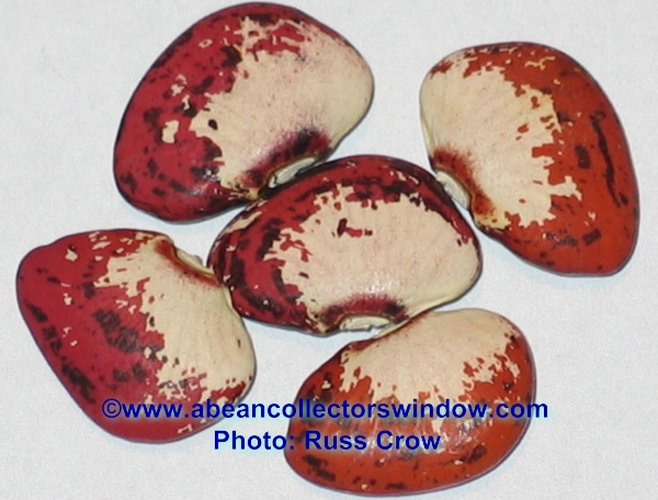 Ganymede (Lima bean)