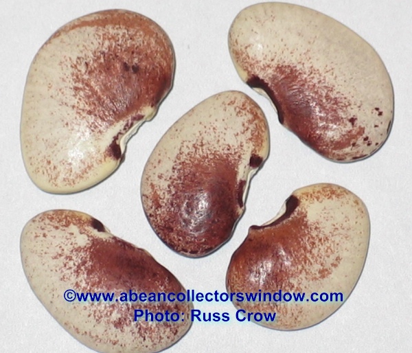North Pole (Lima bean)