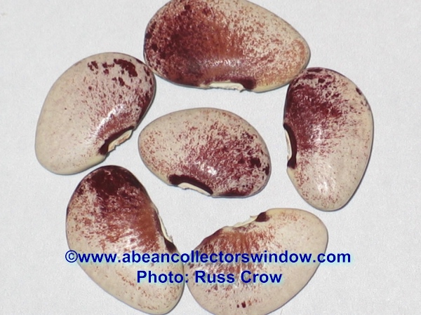North Star (Lima bean)