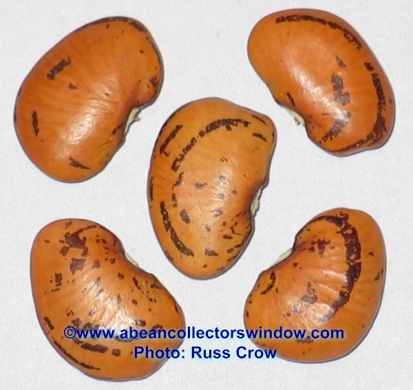 Pima Orange (Lima bean)