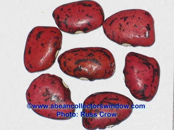 Red Calico (Lima bean)