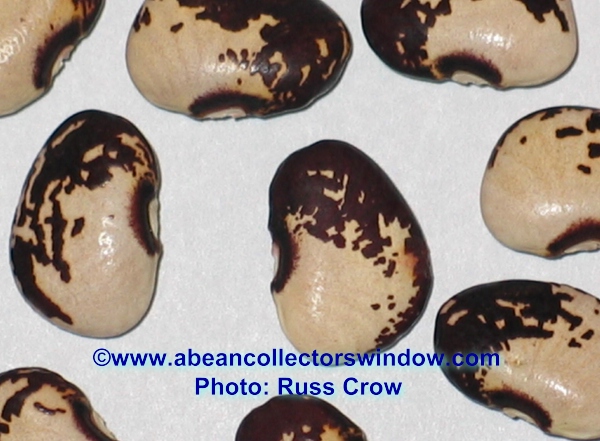 Sadies (Lima bean)