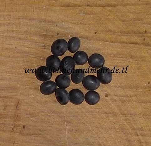 schwarzblaue Soja (Sojabean)