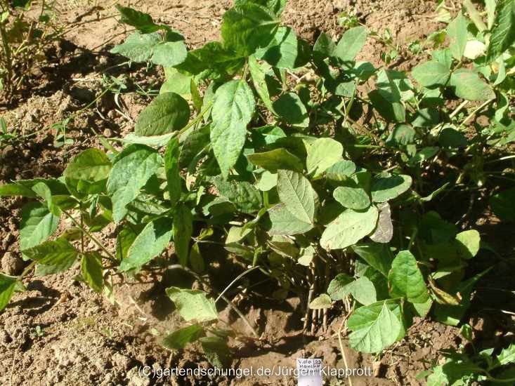 Viola Manchu Medias (Sojabean)