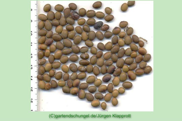 Viola Manchu Medias (Sojabean)