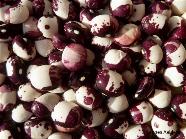 # Inca Pea Bean (Türkei)
