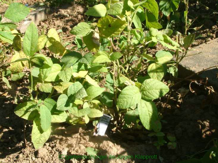 Zolta Przebedowska (Sojabean)