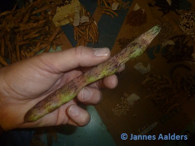 Ram's Horn (Zebra Bohne)