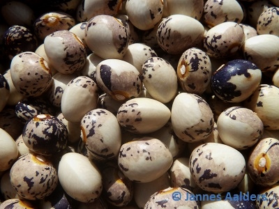 Coco Bicolor
