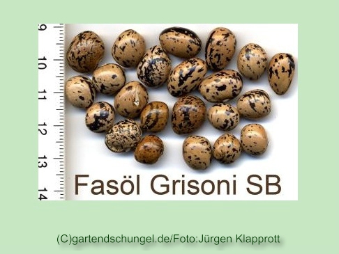 Faseol Grisoni