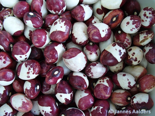 # Inca Pea Bean Mallorca