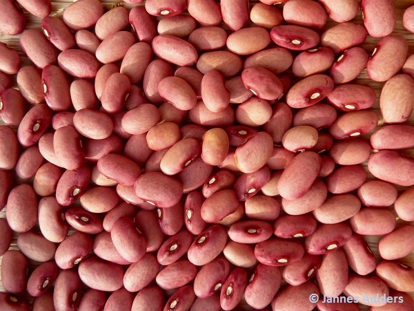 Red Peanut