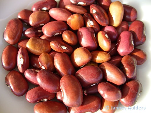 Mount Pima Plum
