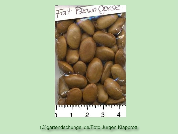 Fat Brown Goose