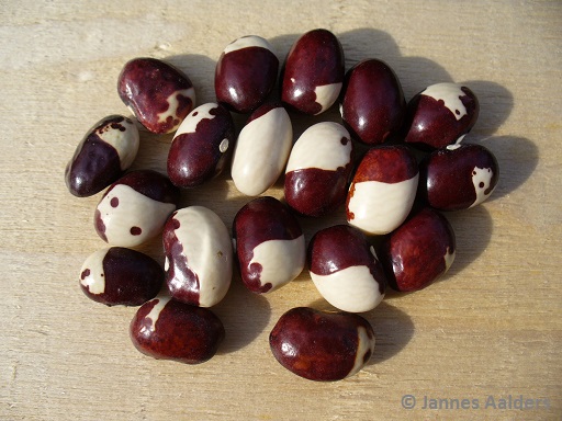 # Inca Pea Bean (Türkei)