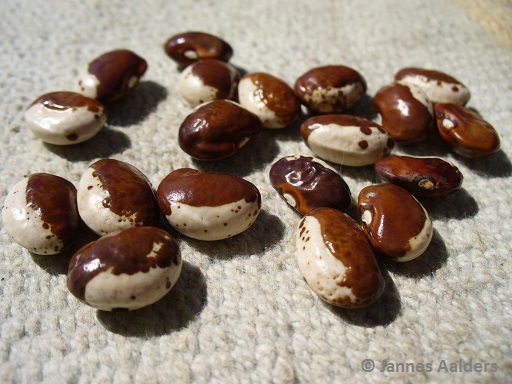 Bananeboontje #