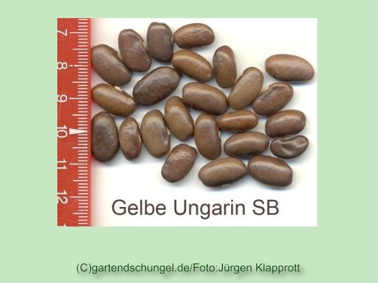 Gelbe Ungarin