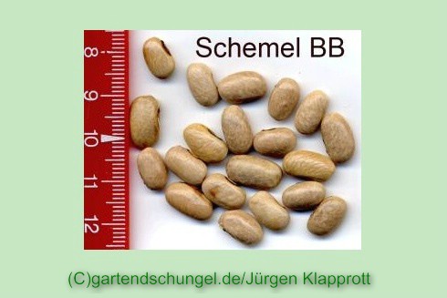 Schemel