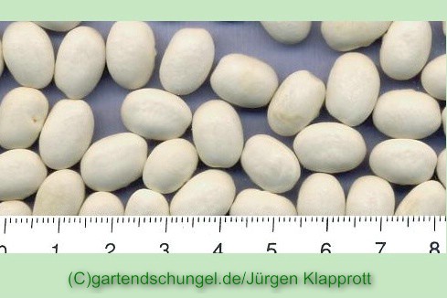Slowakische Linse