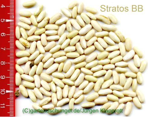 Stratos