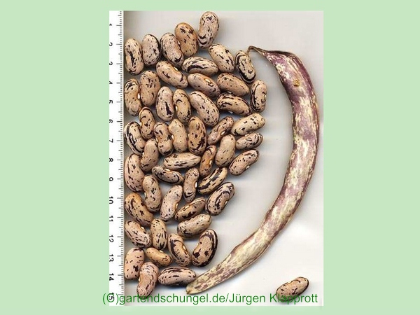 Stregonta