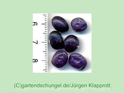 Sylvains Späte