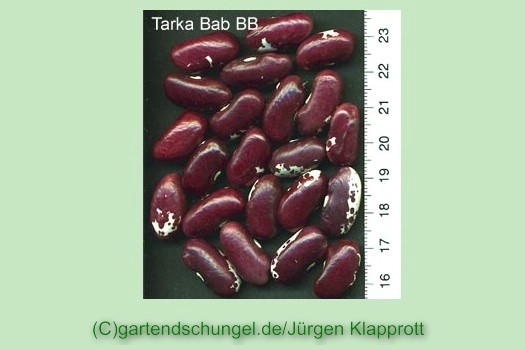 Tarka Bab