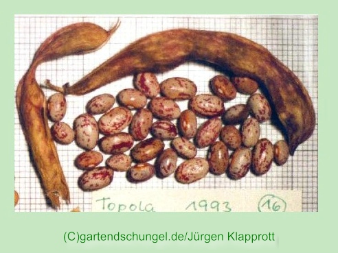 Topola