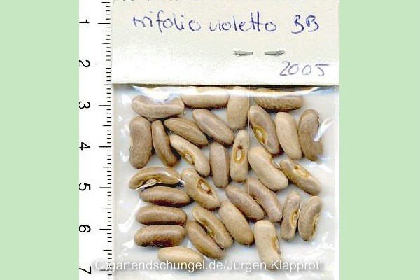 Trifolio Violetto
