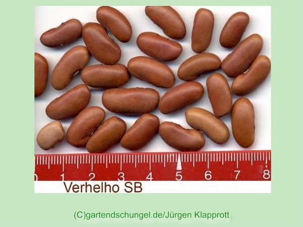 Verhelho