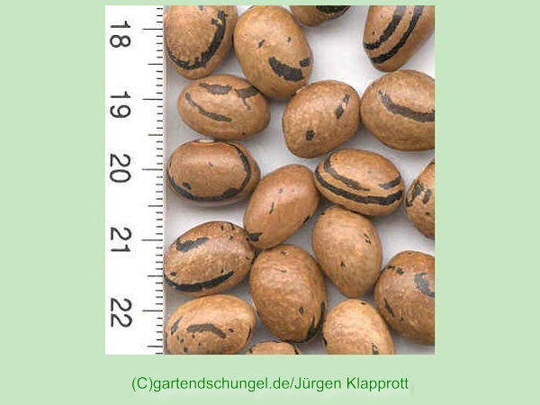 Marielouise (Zebra Bohne)