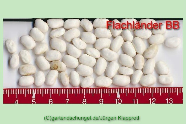 Flachländer