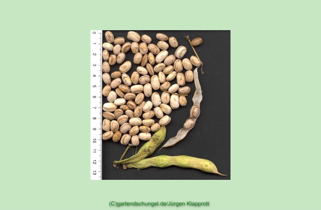 Fodder Bean