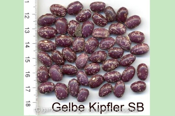 Posthörnchen Gelb