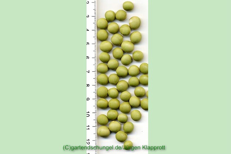 Grüne Kaffeesoja (Sojabean)