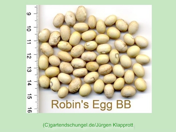 Robbins Egg