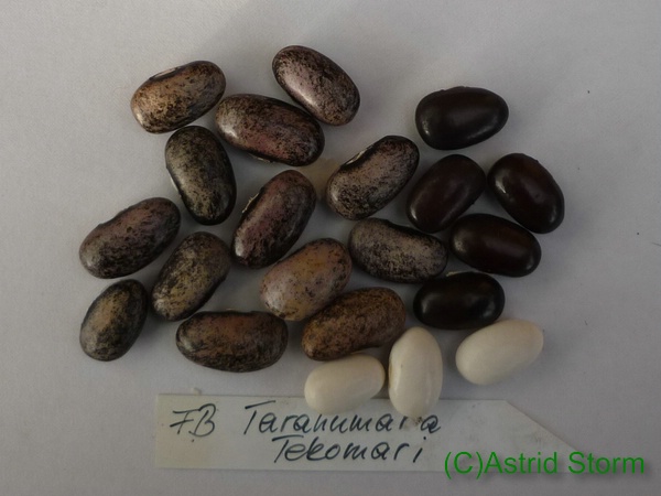 Tarahumara Tekomari
