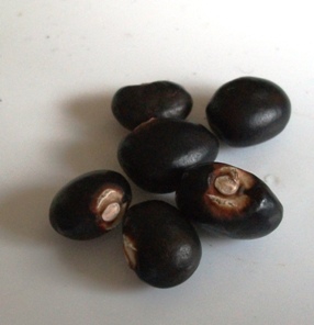 Succotash