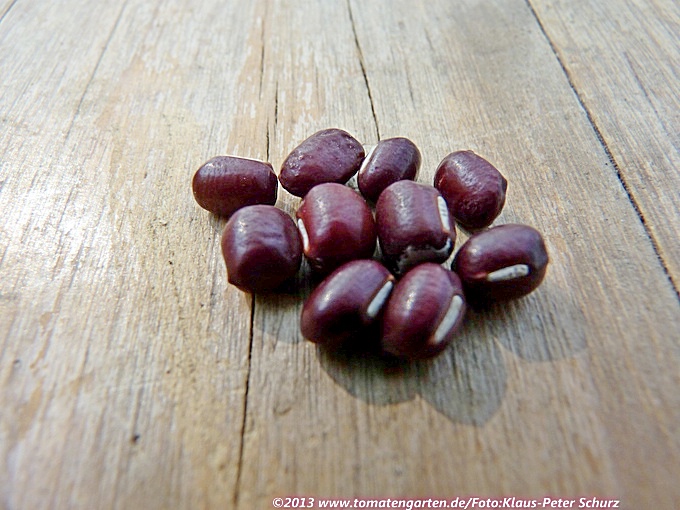 Adzukibohne (Vigna angularis)