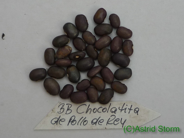 Chocolatita de Pollo de Rey