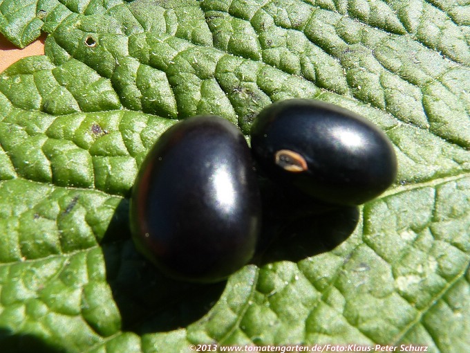 Black Coco