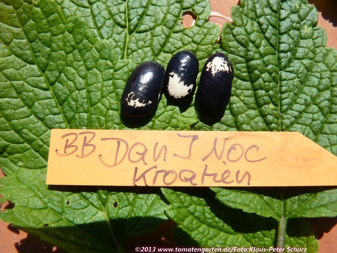Dan I Noc