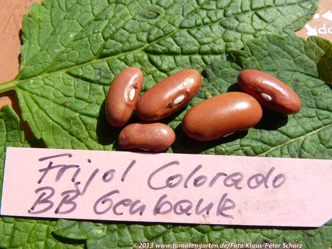 Frijol Colorado