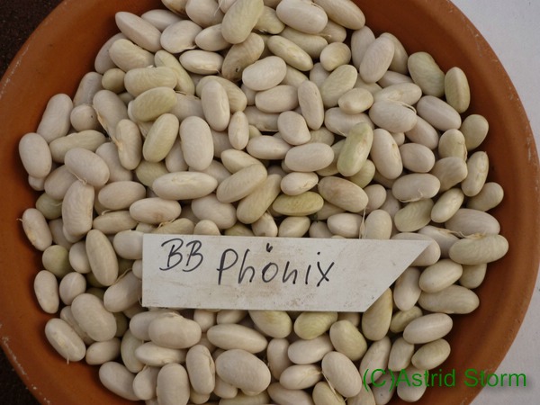 Phönix