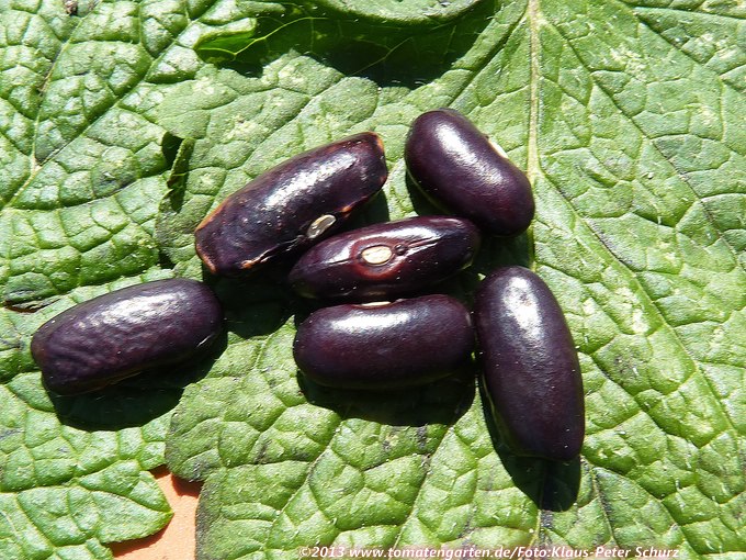 Princess Noire de Belgique