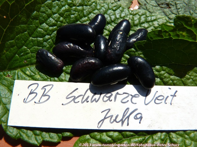 Schwarze Veit