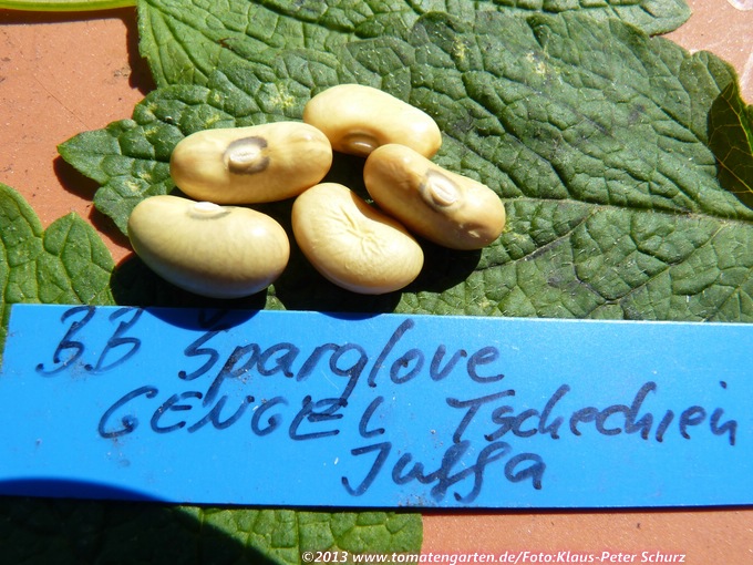 Sparglove gengel